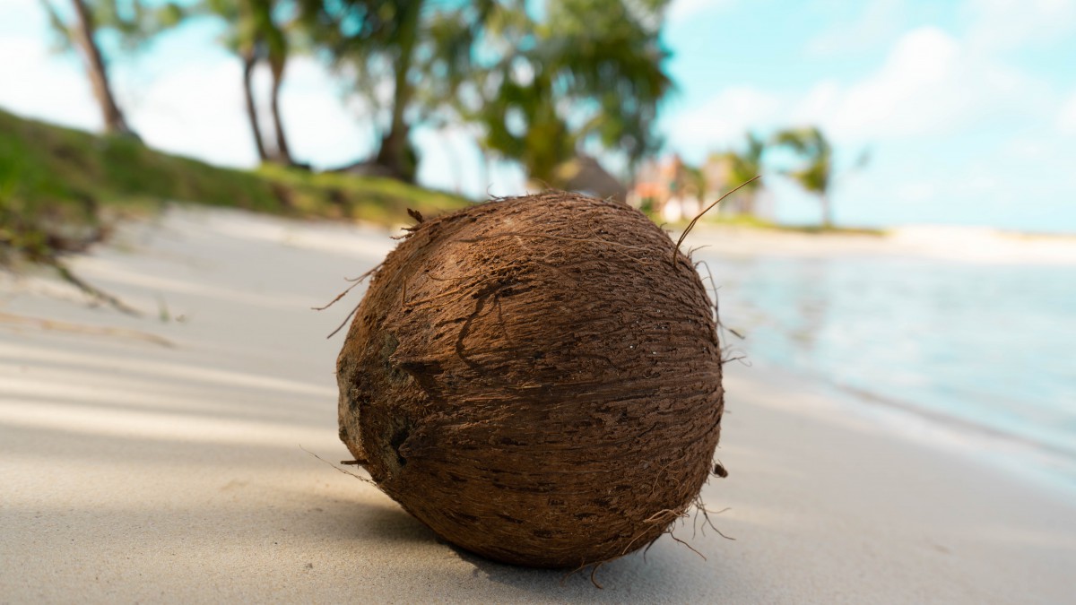 26 juni is het Kokosnootdag