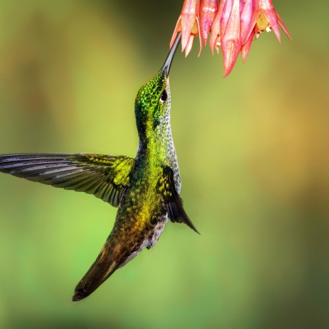 Vandaag is het de dag voor natuur fotografie