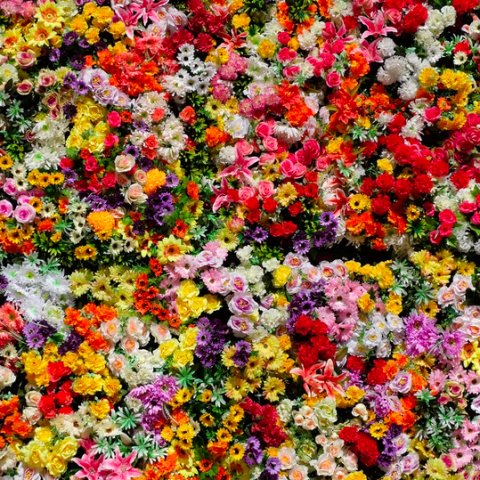 De mooiste bloemen ter wereld