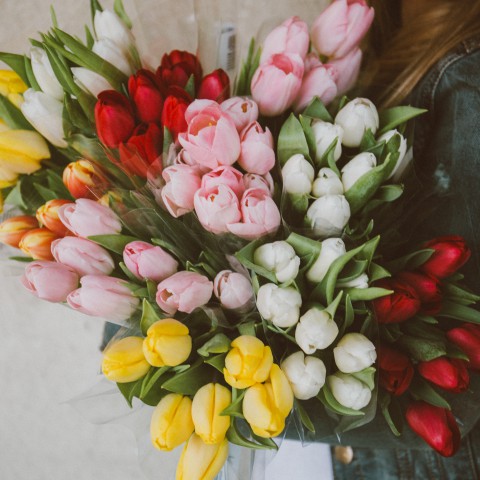 Ze zijn er weer! Tulpen!