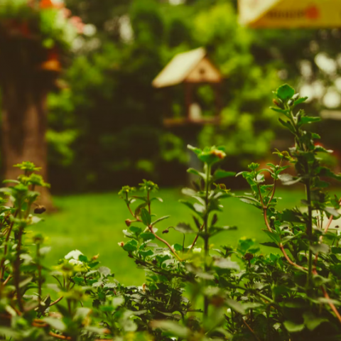 Tuintips voor in het warme weer