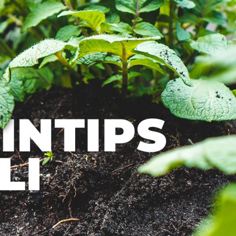 Tuintips voor juli: zaaien en snoeien