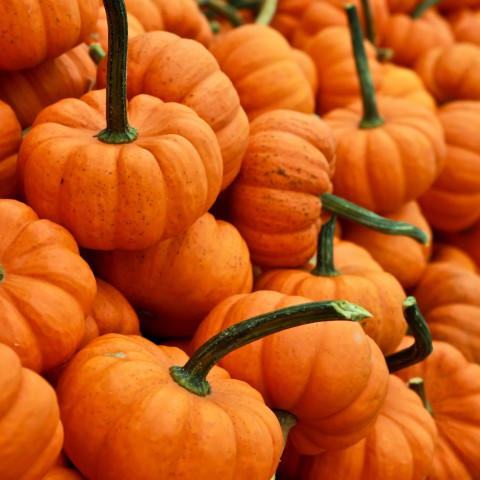 Vier de herfst in Almere