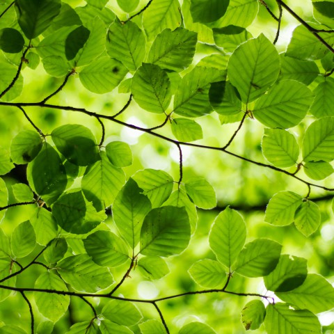 Eerste exemplaar van het Flevolandse magazine GreenVibes overhandigd