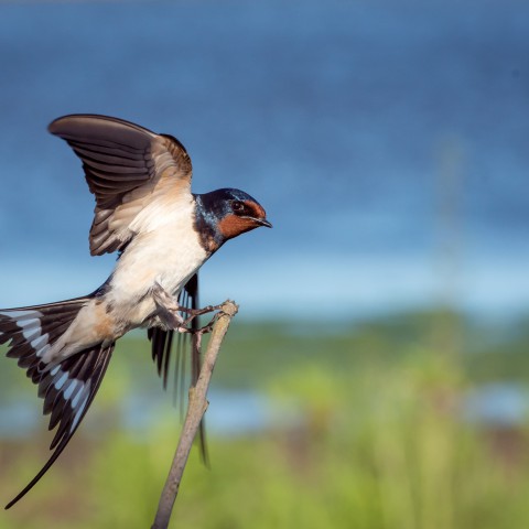 Vogelfestival Oostvaardersplassen 2022