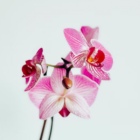 Nationale Orchideeëndag