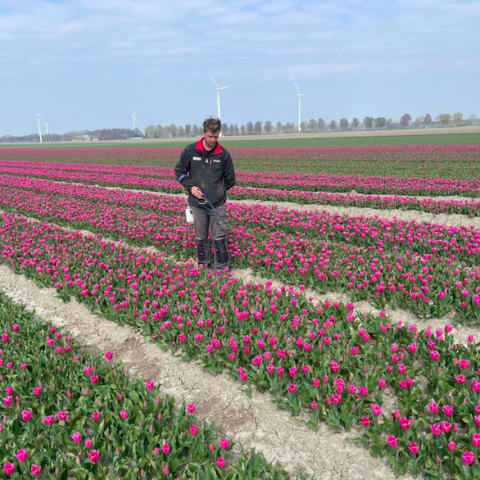 Tulpen selecteren op eindeloze bollenpercelen