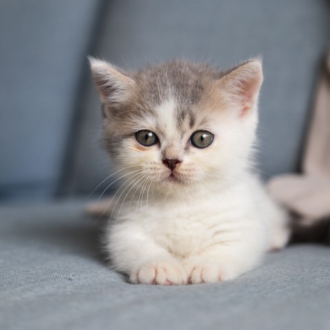 10 juli is het Kittendag