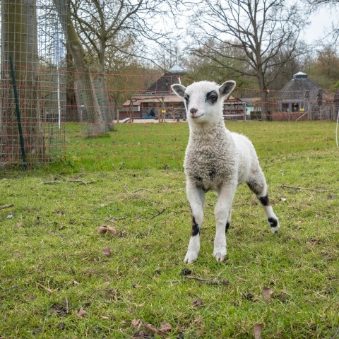 Lentefeest in het Vroege Vogelbos