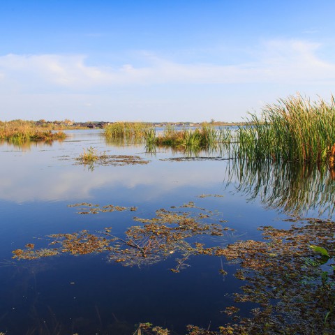 Project Oostvaardersoevers naar volgende fase