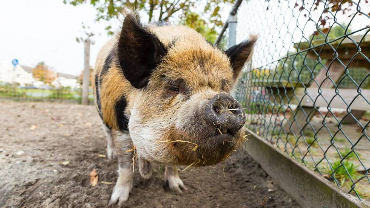 Dierendag op kinderboerderij De Beestenbende