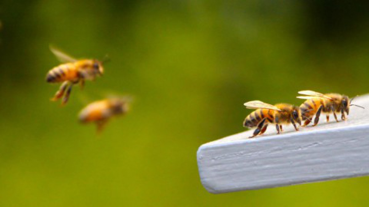 Bijen- en insectendag