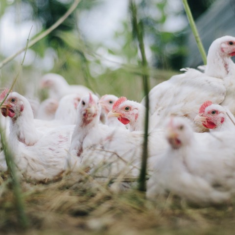 Vogelgriep dwingt pluimveehouders tot ophokplicht