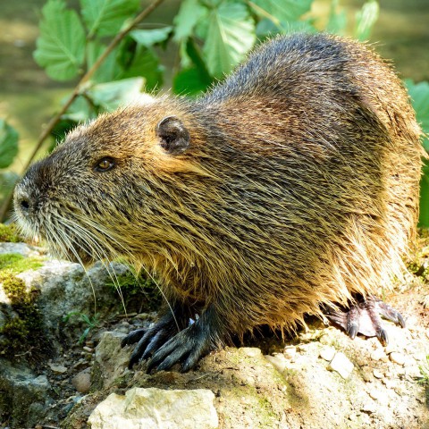Pampushout krijgt nieuwe natuur voor bevers en ringslangen  