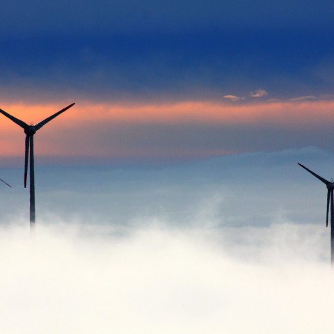 Windmolens gevaarlijker voor vogels dan gedacht