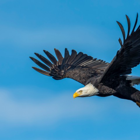 Vogels spotten bij de Oostervaardersplassen 
