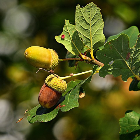 Herfstvakantie bij Stad & Natuur