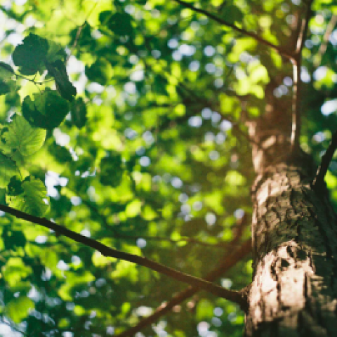 Alle kinderen in Nederland gaan helpen met bomen planten