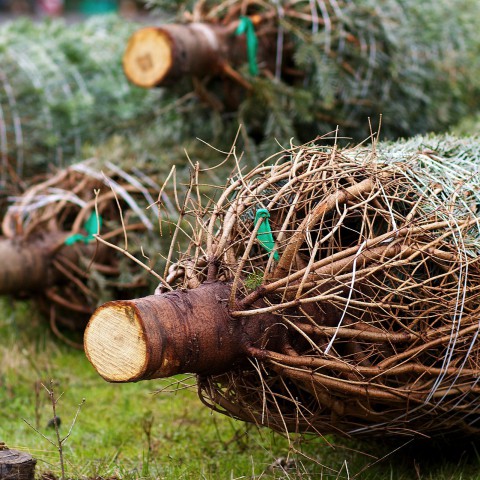 Houten kerstbomen versieren de Stedenwijk