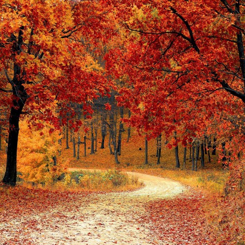 Typische herfstbuien de hele week 