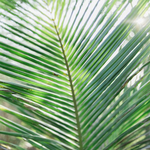 Uitbreidingsplannen Almere Jungle uitgesteld