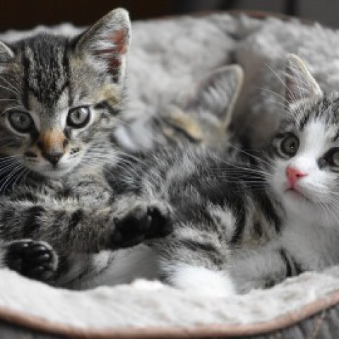 Vier van de vijf gedumpte kittens dood