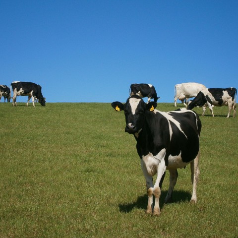 Cow Appreciation Day
