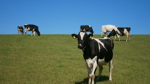 Landschapsbeheer Flevoland wil meer beschutting voor koeien  