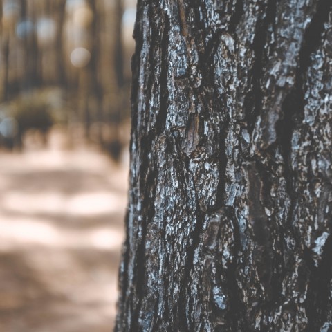 Almere haalt gepelde bomen weg