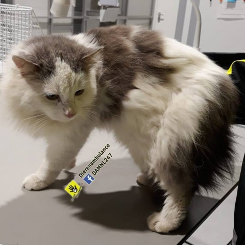 Baasje gezocht van deze mooie kater! 