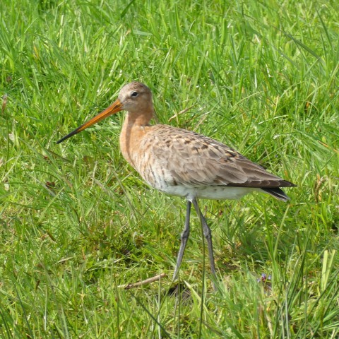 Aantal weidevogels afgenomen in de provincie