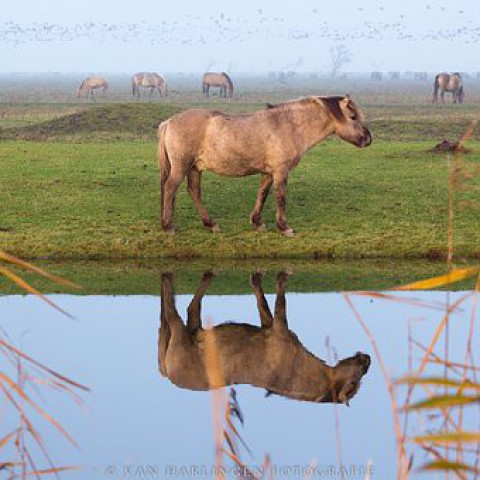 Paarden Oostvaardersplassen gaan verhuizen