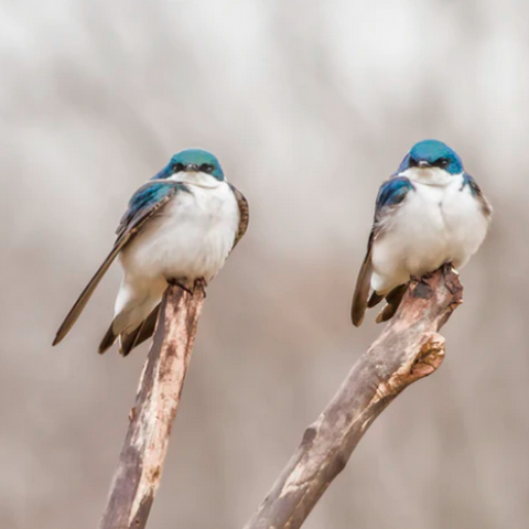 Onlinecursus vogelherkenning 