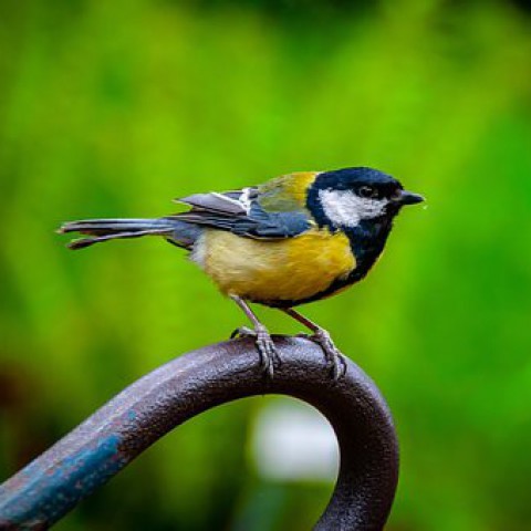 Wereld Trekvogeldag 