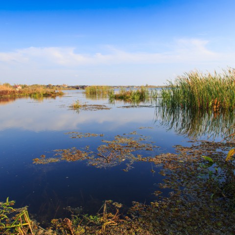 Tientallen dode palingen spoelen aan bij Schokkerhaven