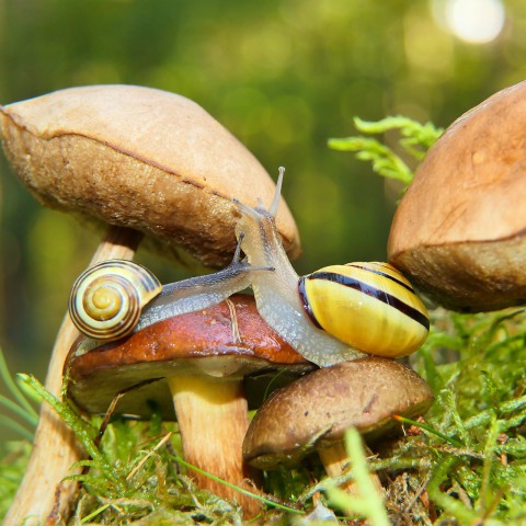 Bijzondere paddenstoelen schieten de grond uit