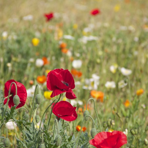 Floriade Expo 2022 in Almere gaat door