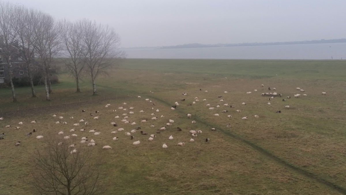 Inwoners van de Dijkmeent in Almere Haven hebben tijdelijk nieuwe buren: een kudde schapen