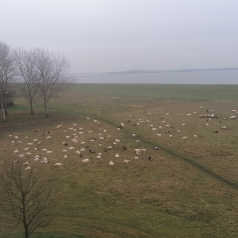 Inwoners van de Dijkmeent in Almere Haven hebben tijdelijk nieuwe buren: een kudde schapen