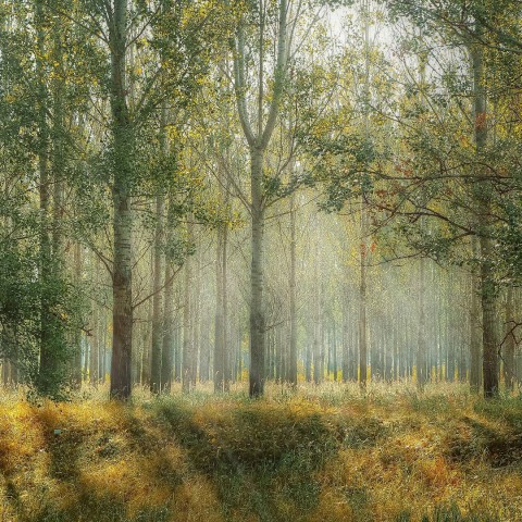 Herfstfeest vroege vogelbos