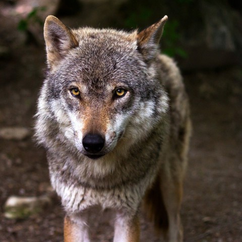 FvD: wolf niet welkom in Flevoland  