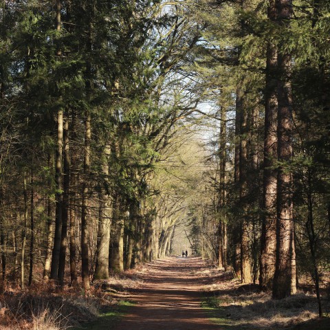 Eerst toestemming vragen voordat je met groep in bos gaat hardlopen