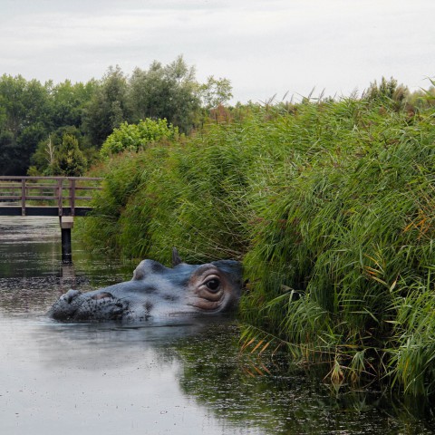 Bijzonder dier op Stadslandgoed De Kemphaan