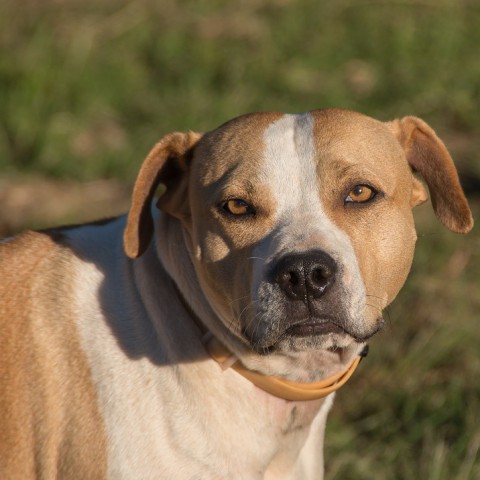 Buurtbewoner Staatsliedenwijk waarschuwt voor agressieve hond