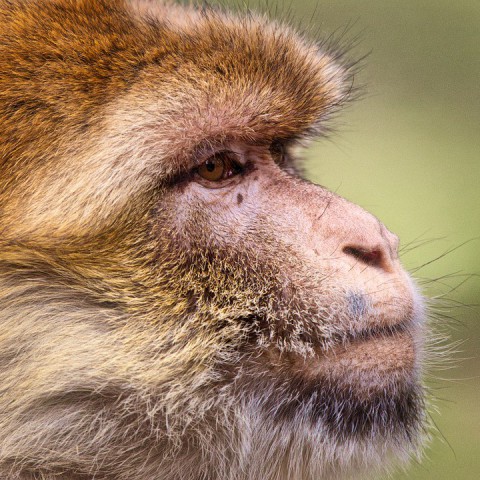Stichting AAP overspoeld met 'laatste kans'- Air Miles