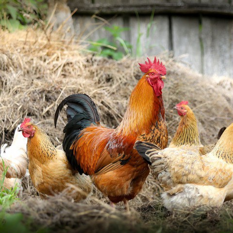 Partij voor de Dieren wekt woede Provinciale Staten op