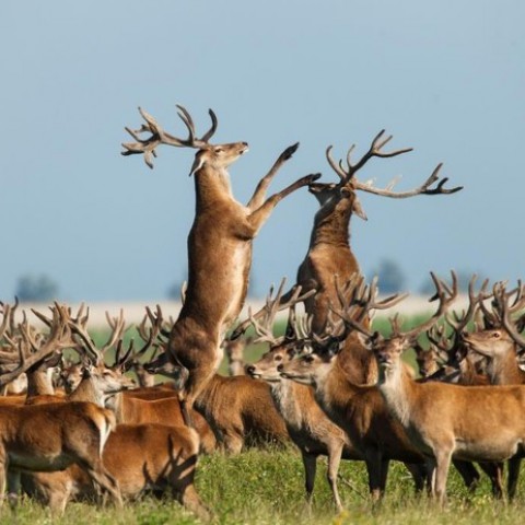 Weer zitting over afschot edelherten Oostvaardersplassen