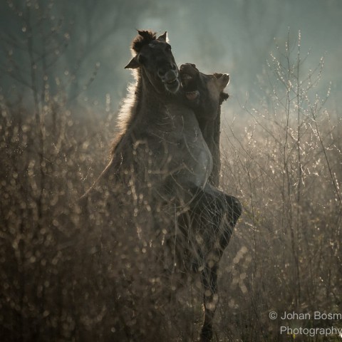 Photoaward WWF Johan Bosman