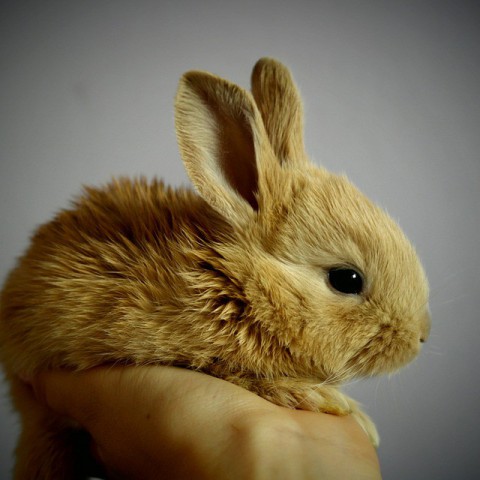 Dierenasiel in financiële problemen geraakt door directeur