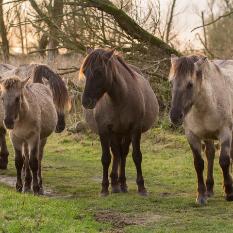 Oostvaardersbos gedeeltelijk dicht voor wandelaars